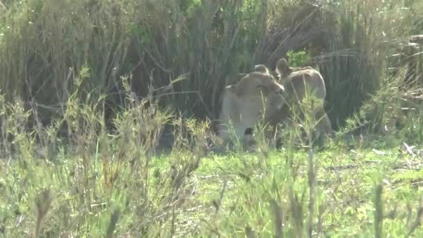 Lions Dans Parc National Tsavo East Tsavo West — Video