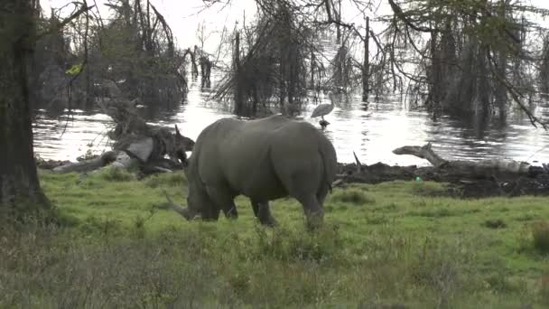 Rhinoceros Savannah Safari Kenya — Stock Video