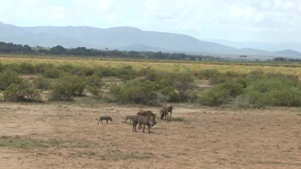 Gubernator Tsavo East Tsavo West Amboseli National Park Kenii — Wideo stockowe