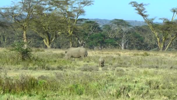 Rhinoceros Savannah Safari Kenya — Stockvideo