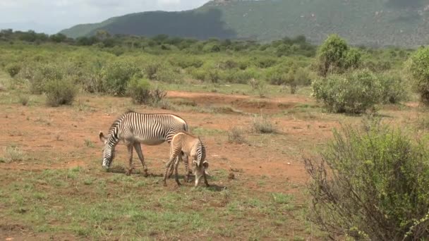 Cebra Este Tsavo Oeste Tsavo Parque Nacional Amboseli Kenia — Vídeos de Stock