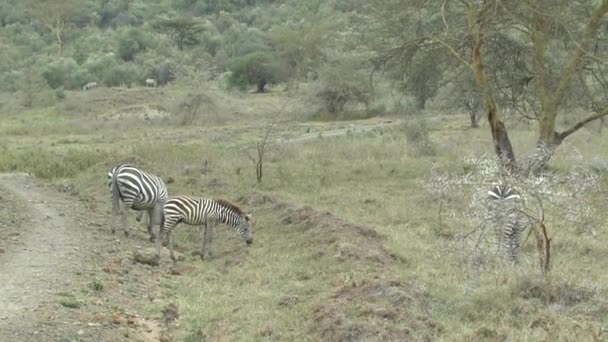 Zebra Wschodzie Tsavo Zachodzie Tsavo Parku Narodowym Amboseli Kenii — Wideo stockowe