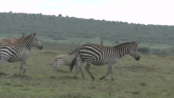 Zebra Wschodzie Tsavo Zachodzie Tsavo Parku Narodowym Amboseli Kenii — Wideo stockowe