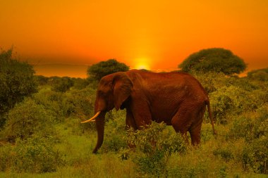 Kenya 'daki Tsavo Doğu ve Tsavo Batı Ulusal Parkı' nda filler ve gün batımı