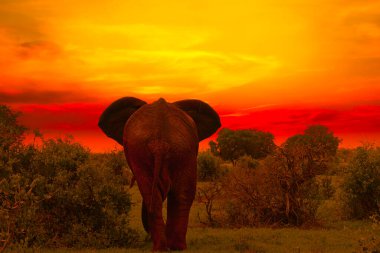 Kenya 'daki Tsavo Doğu ve Tsavo Batı Ulusal Parkı' nda filler ve gün batımı