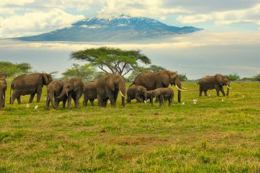 Amboseli Milli Parkı 'nda filler ve Kilimanjaro Dağı