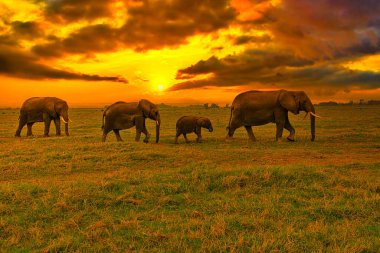 Kenya 'daki Tsavo Doğu ve Tsavo Batı Ulusal Parkı' nda filler ve gün batımı