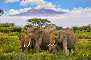 Amboseli Milli Parkı 'nda filler ve Kilimanjaro Dağı
