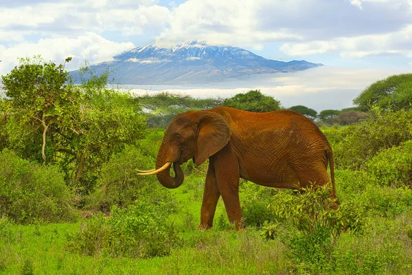 安博塞利国家公园的大象和乞力马扎罗山 — 图库照片