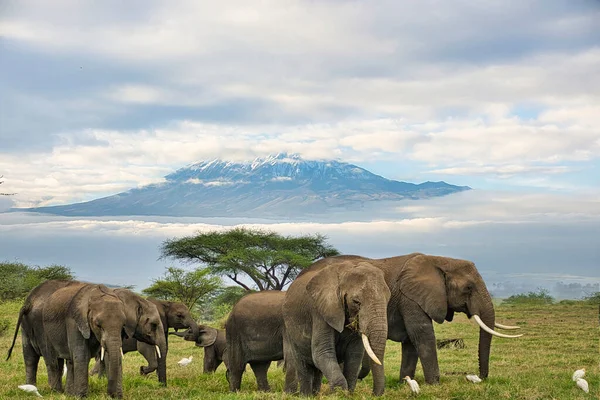 Amboseli Milli Parkı Nda Filler Kilimanjaro Dağı — Stok fotoğraf