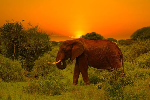 Gajah Dan Matahari Terbenam Taman Nasional Tsavo Timur Dan Tsavo — Stok Foto
