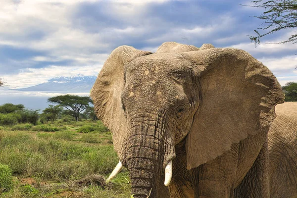 Elefantes Monte Kilimanjaro Parque Nacional Amboseli — Foto de Stock