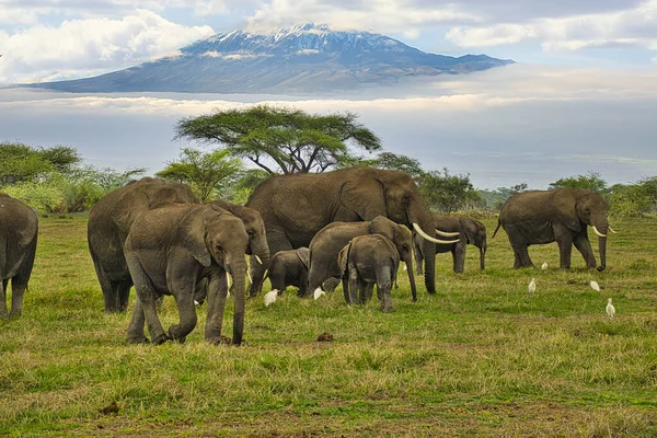 Sloni Hora Kilimandžáro Národním Parku Amboseli — Stock fotografie