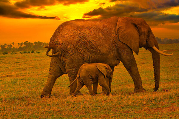 Elephants and sunset in the Tsavo East and Tsavo West National Park in Kenya