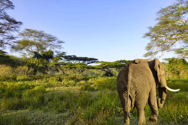 Amboseli Milli Parkı Nda Filler Kilimanjaro Dağı — Stok fotoğraf