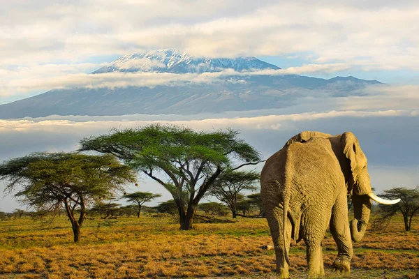 Ελέφαντες Και Όρος Κιλιμάντζαρο Στο Εθνικό Πάρκο Αμποσέλι — Φωτογραφία Αρχείου