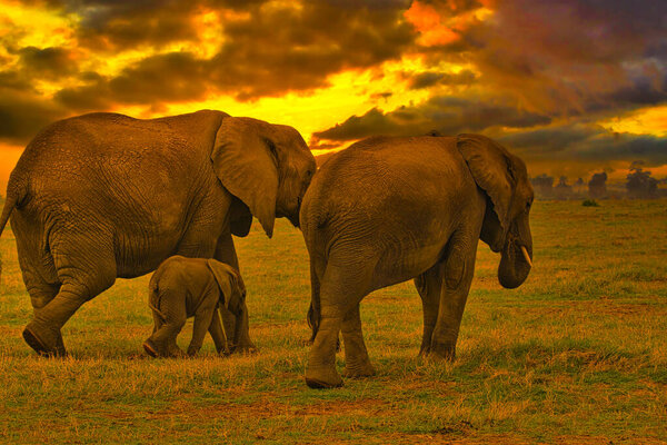 Elephants and sunset in the Tsavo East and Tsavo West National Park in Kenya