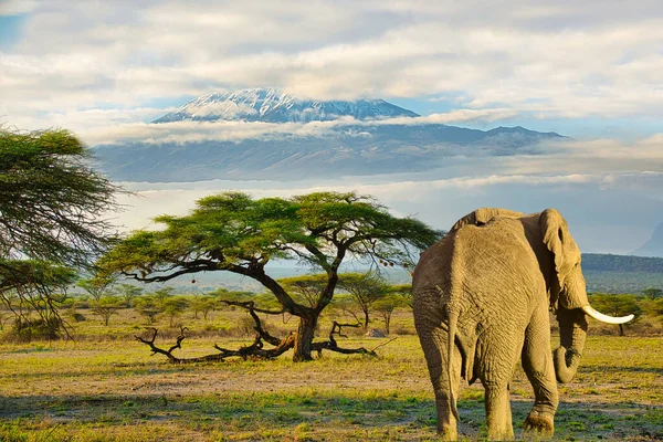 Les Éléphants Kilimandjaro Dans Parc National Amboseli — Photo