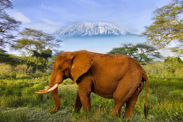 アンボゼリ国立公園の象とキリマンジャロ山 — ストック写真