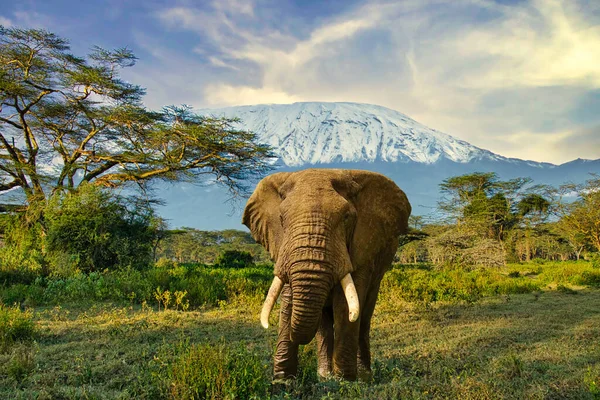 Amboseli Milli Parkı 'nda filler ve Kilimanjaro Dağı
