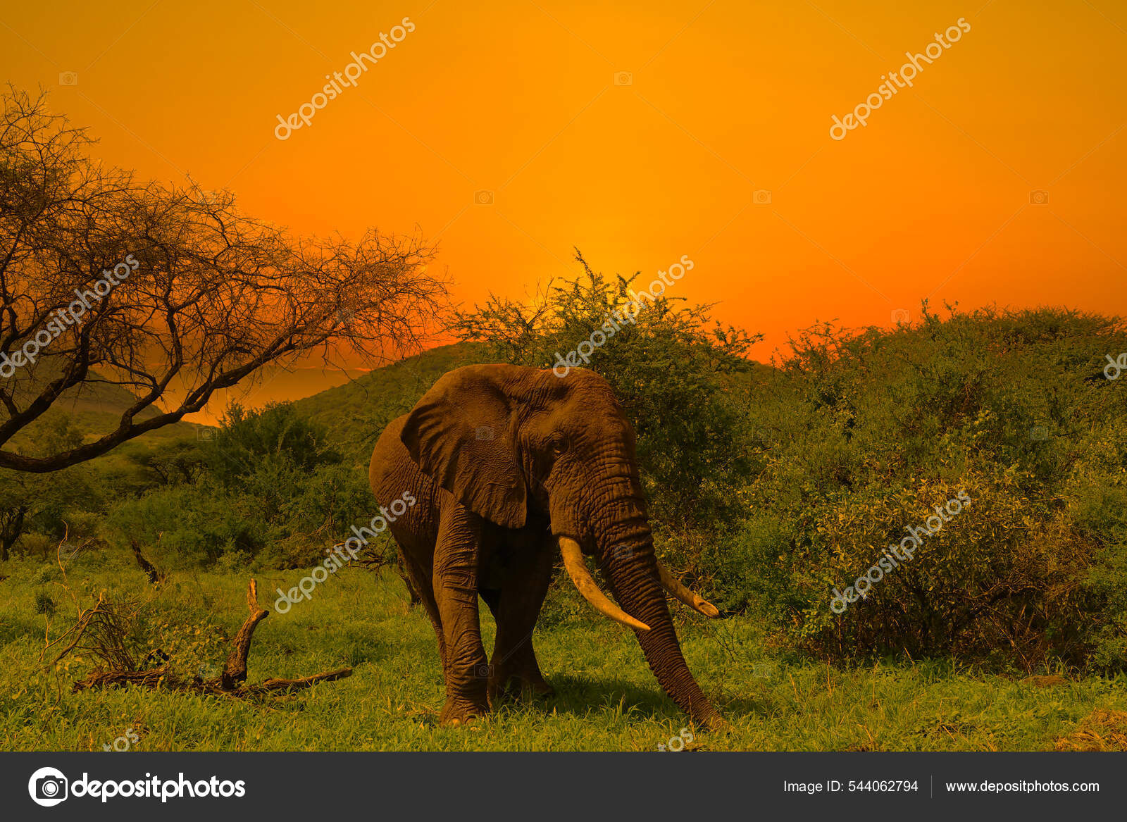Éléphants Coucher Soleil Dans Parc National Tsavo East Tsavo West — Photo  de stock par ©Schwerin - 544062794, image size:1600x1167
