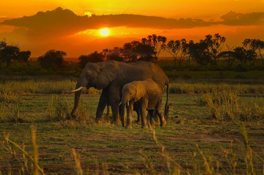 Kenya 'daki Tsavo Doğu ve Tsavo Batı Ulusal Parkı' nda filler ve gün batımı