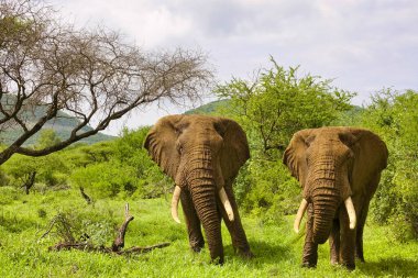 Tsavo Doğu 'daki filler ve Kenya' daki Tsavo Batı Ulusal Parkı