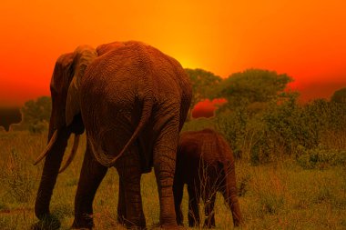 Kenya 'daki Tsavo Doğu ve Tsavo Batı Ulusal Parkı' nda filler ve gün batımı