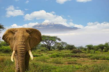 Amboseli Milli Parkı 'nda filler ve Kilimanjaro Dağı