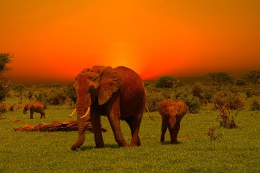 Kenya 'daki Tsavo Doğu ve Tsavo Batı Ulusal Parkı' nda filler ve gün batımı