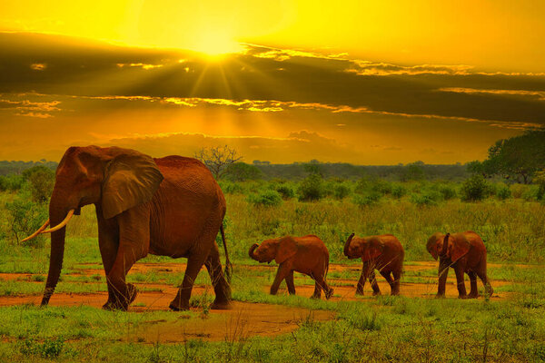 Elephants and sunset in the Tsavo East and Tsavo West National Park in Kenya