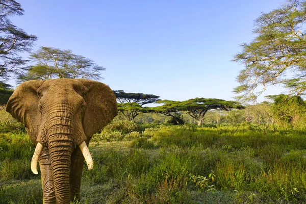 Elefantes Monte Kilimanjaro Parque Nacional Amboseli — Fotografia de Stock