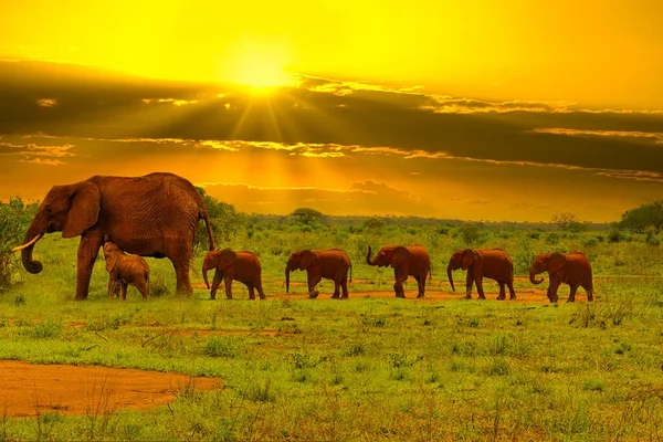 Elefantes Puesta Sol Tsavo East Parque Nacional Tsavo West Kenia — Foto de Stock