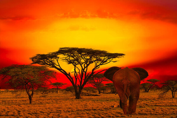 Elephants and sunset in the Tsavo East and Tsavo West National Park in Kenya