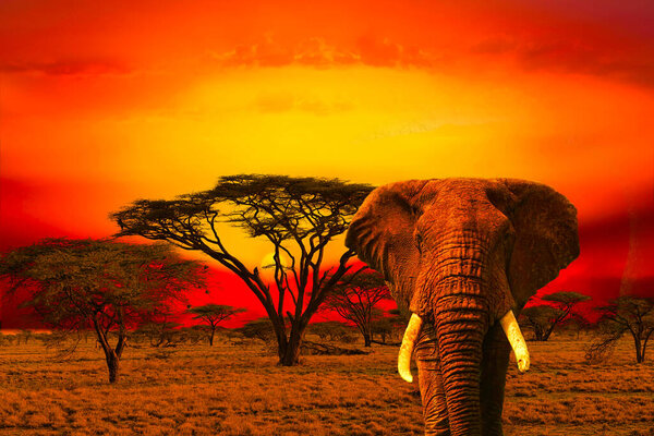 Elephants and sunset in the Tsavo East and Tsavo West National Park in Kenya