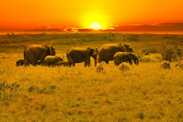 Słonie Zachód Słońca Tsavo East Tsavo West National Park Kenii — Zdjęcie stockowe