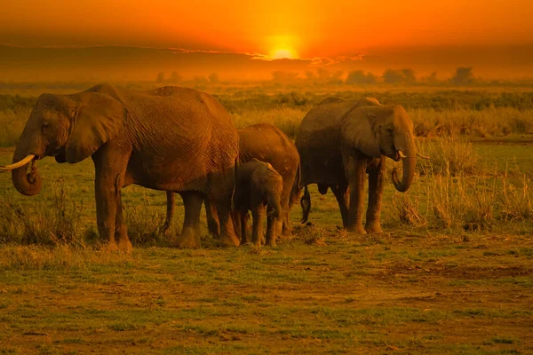 Elephants Sunset Tsavo East Tsavo West National Park Kenya — Stock Photo, Image