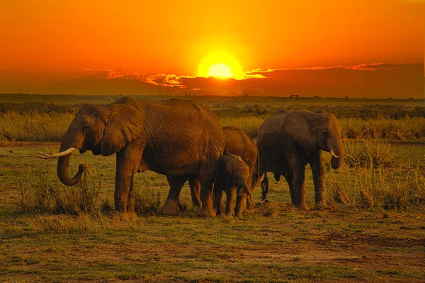 Kenya 'daki Tsavo Doğu ve Tsavo Batı Ulusal Parkı' nda filler ve gün batımı