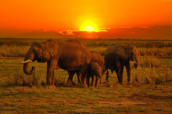 Elephants and sunset in the Tsavo East and Tsavo West National Park in Kenya