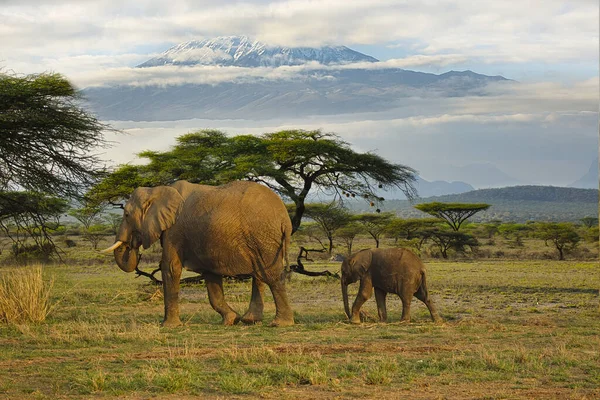 Amboseli Milli Parkı 'nda filler ve Kilimanjaro Dağı