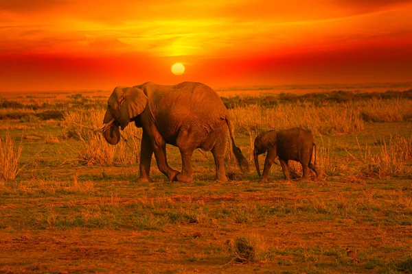 Ελέφαντες Και Ηλιοβασίλεμα Στο Εθνικό Πάρκο Tsavo East Και Tsavo — Φωτογραφία Αρχείου