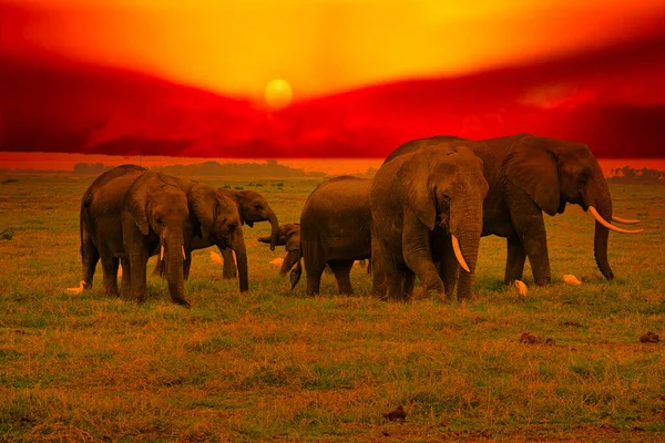 Słonie Zachód Słońca Tsavo East Tsavo West National Park Kenii — Zdjęcie stockowe
