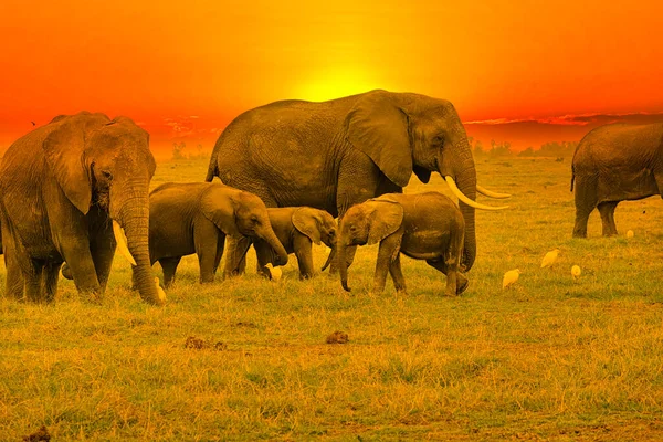 Kenya Daki Tsavo Doğu Tsavo Batı Ulusal Parkı Nda Filler — Stok fotoğraf
