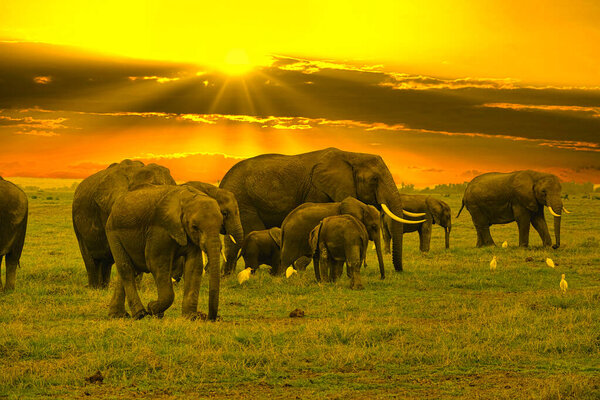 Elephants and sunset in the Tsavo East and Tsavo West National Park in Kenya