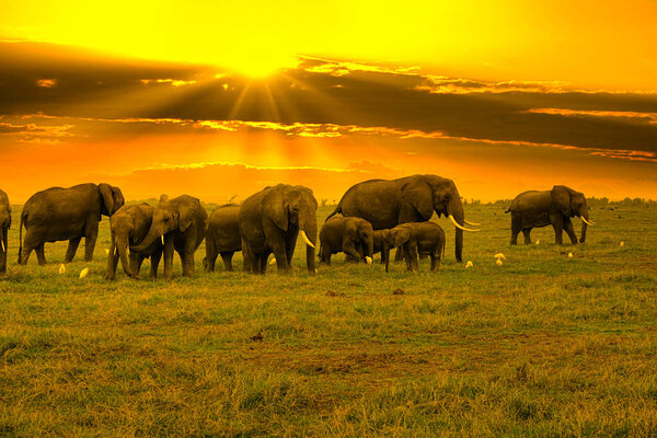 Elephants and sunset in the Tsavo East and Tsavo West National Park in Kenya