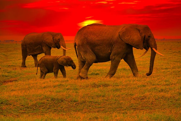 Elefantes Puesta Sol Tsavo East Parque Nacional Tsavo West Kenia — Foto de Stock