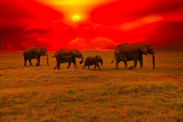 Elefanti Tramonto Nel Parco Nazionale Tsavo East Tsavo West Kenya — Foto Stock