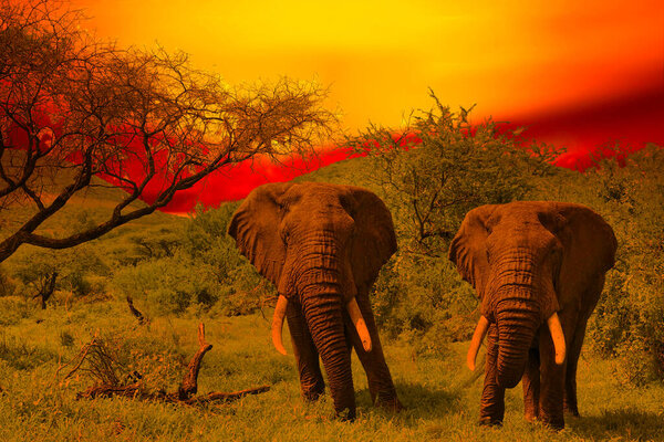 Elephants and sunset in the Tsavo East and Tsavo West National Park in Kenya
