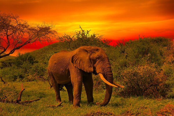 Elephants and sunset in the Tsavo East and Tsavo West National Park in Kenya