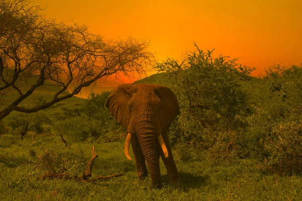 肯尼亚Tsavo East和Tsavo West国家公园的大象和日落 — 图库照片